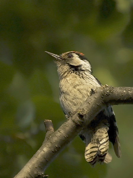 Pikkutikka, Lesser Spotted Woodpecker, Dendrocopos minor